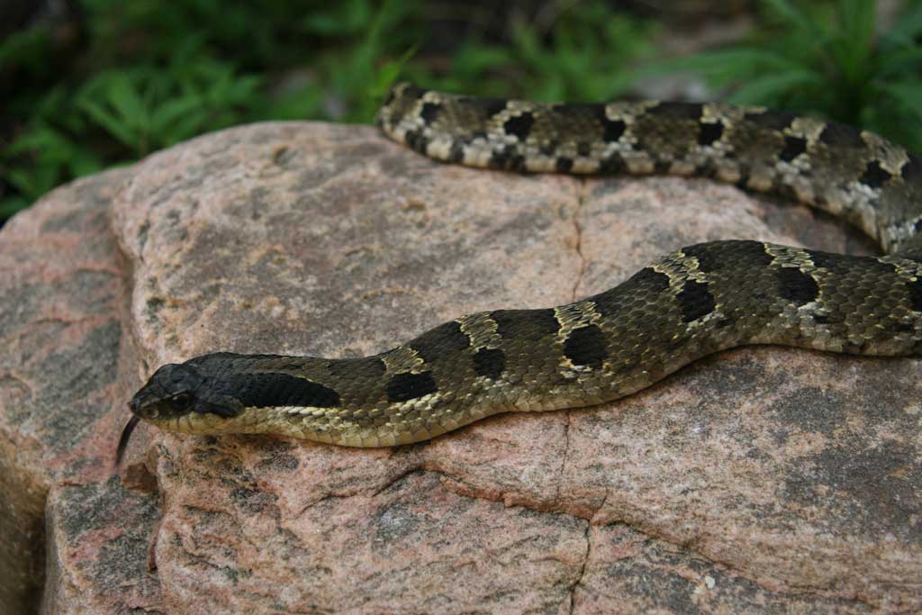 A hognose photographed by the author in Houston's Memorial Park.