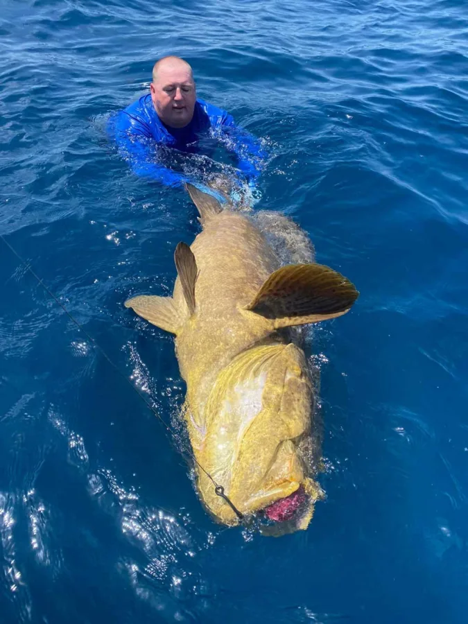 Capt. Derek York carefully swims a Goliath grouper to the boat, to ensure the massive fish's safe release. (Fellow angler Michael Sherer is pictured in the lead photo).
