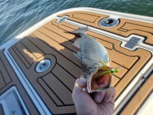 speckled trout