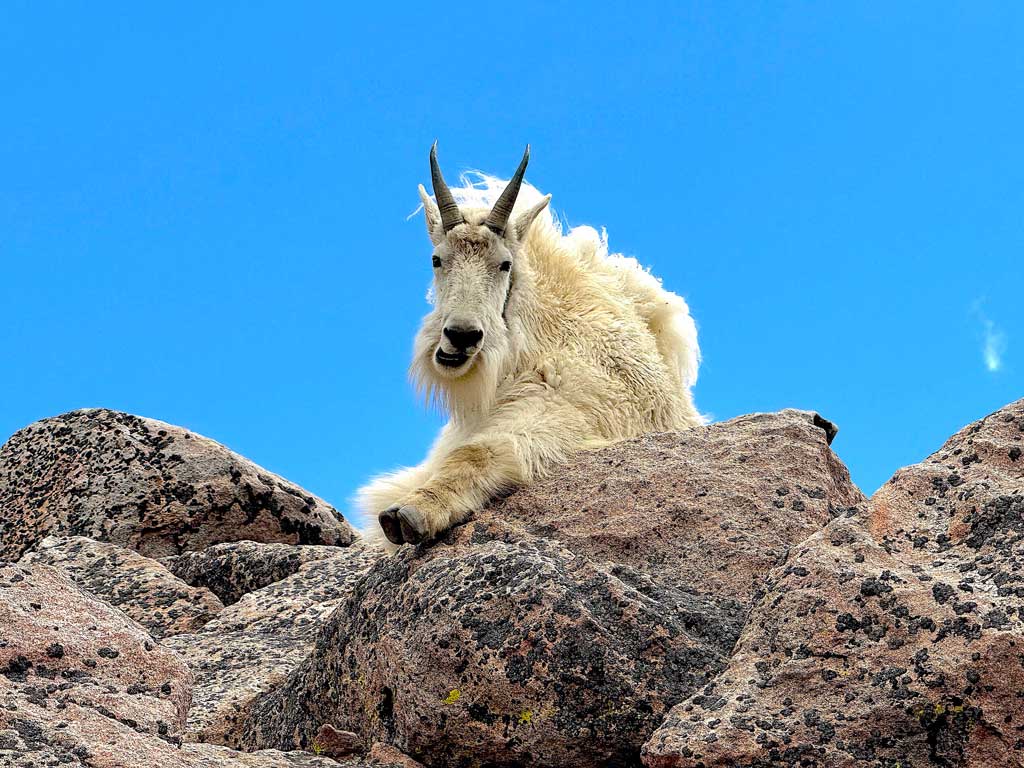 Faith Moore photographed this mountain goat at 14,500 feet in Colorado.