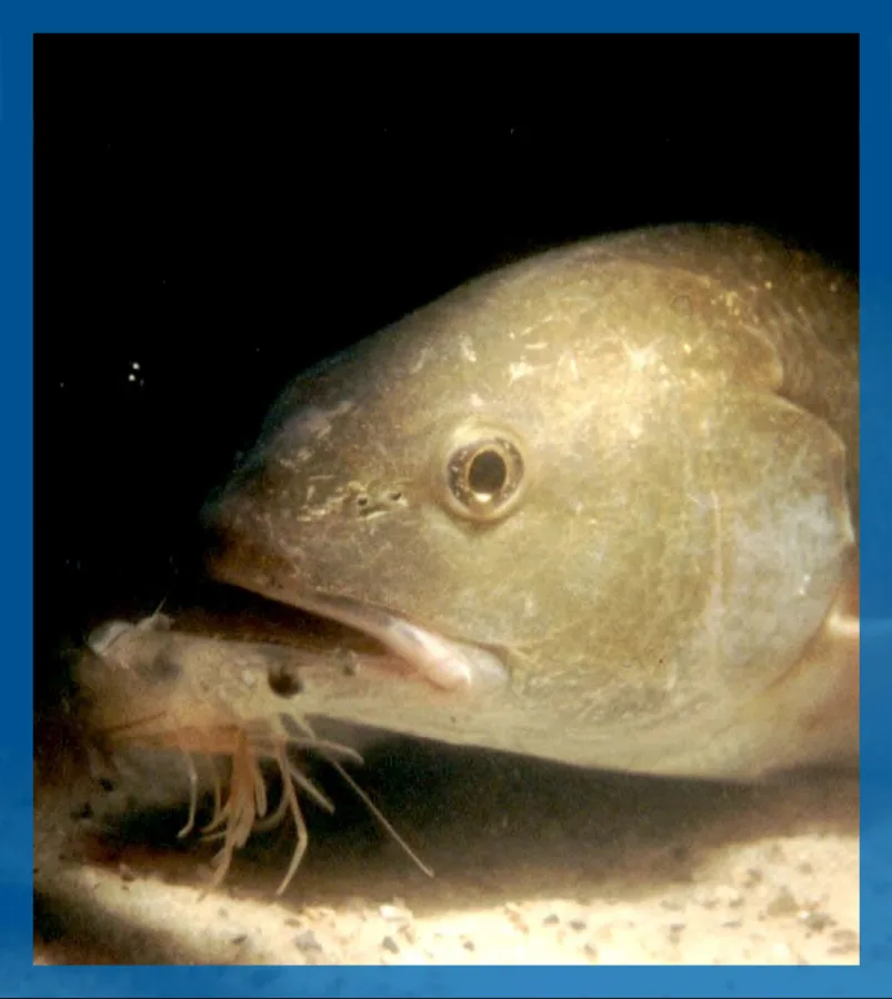 Fishing around lights at night is a great way to score on reds and specks.