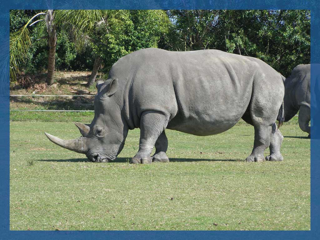 Texas has a growing number of rhinos in private hands that are being used for wildlife tourism in Fredericksburg and places like the Barksdale area. Could Texas become a safe haven for orphaned baby rhinos?