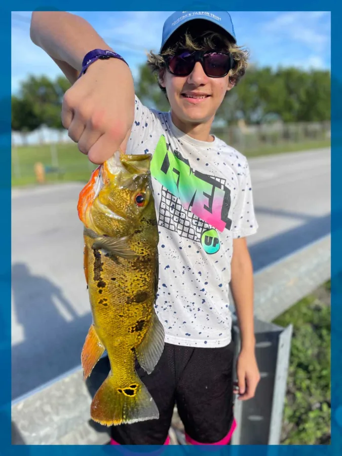 erry Gibson caught this peacock bass in a roadside ditch near Miami, Florida. Peacock bass took off in southern Florida but flunked out in Texas.