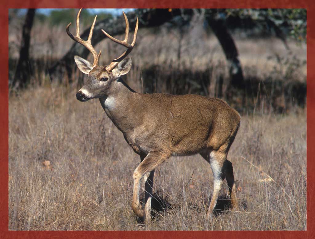 A vintage whitetail photo reminds us of days gone by where most Texas deer hunters had leases or “day leases.” Outfitters now take most day leases. But this doesn’t mean there aren’t options out there if you lose your lease. 