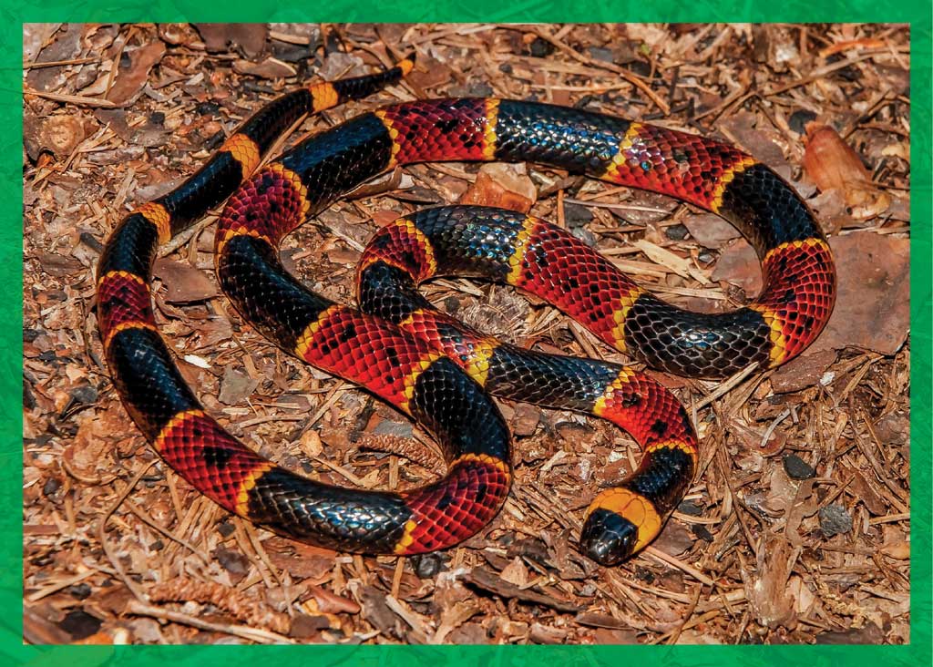 Coral snakes have deadly venom but they are extremely beautiful.