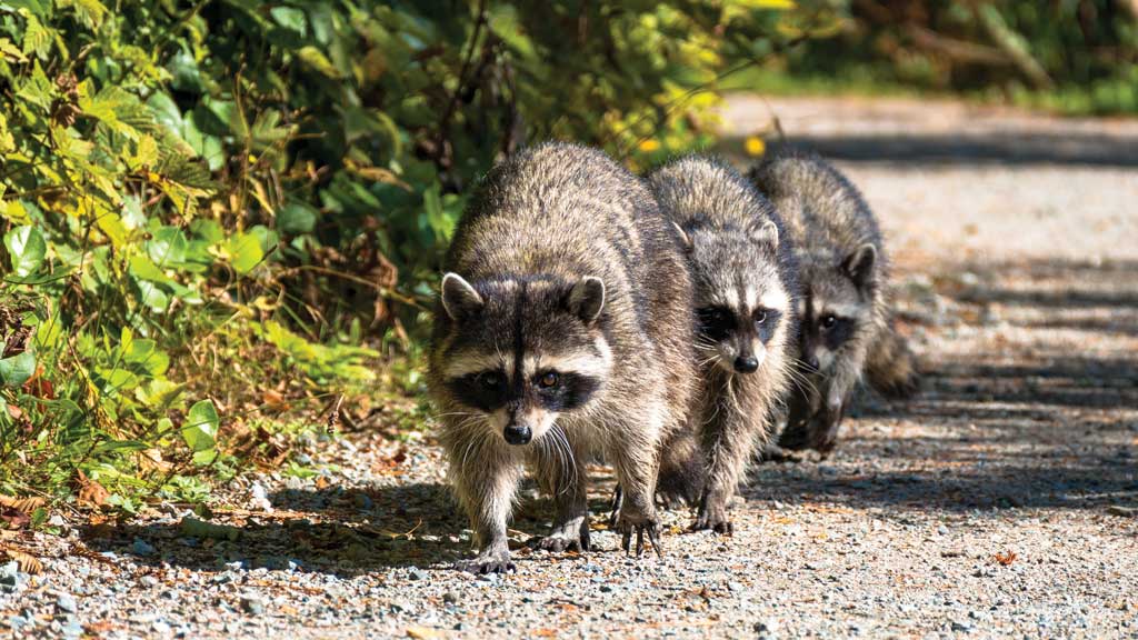 Avian influenza has been detected inraccoons and other mammals in the including domesti cats, Panhandle.