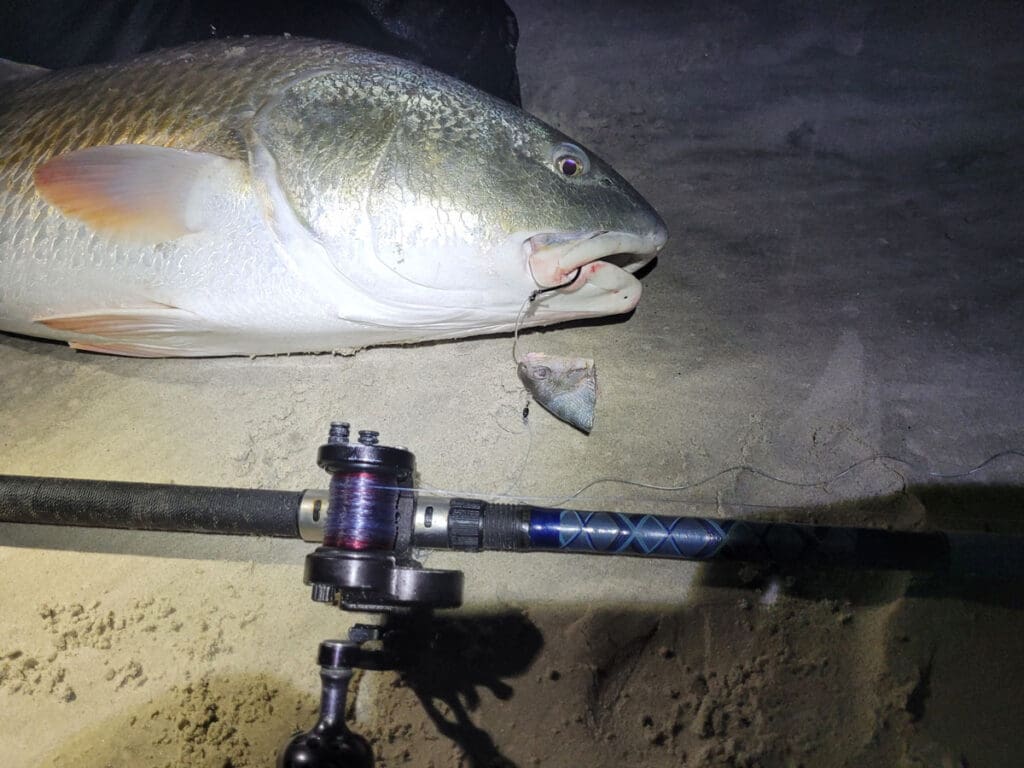 bull redfish on the beach