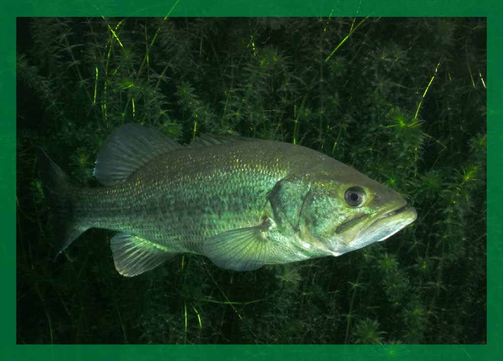 Fall bass fishing demands versatility and awareness of the rapid changes in habitat.