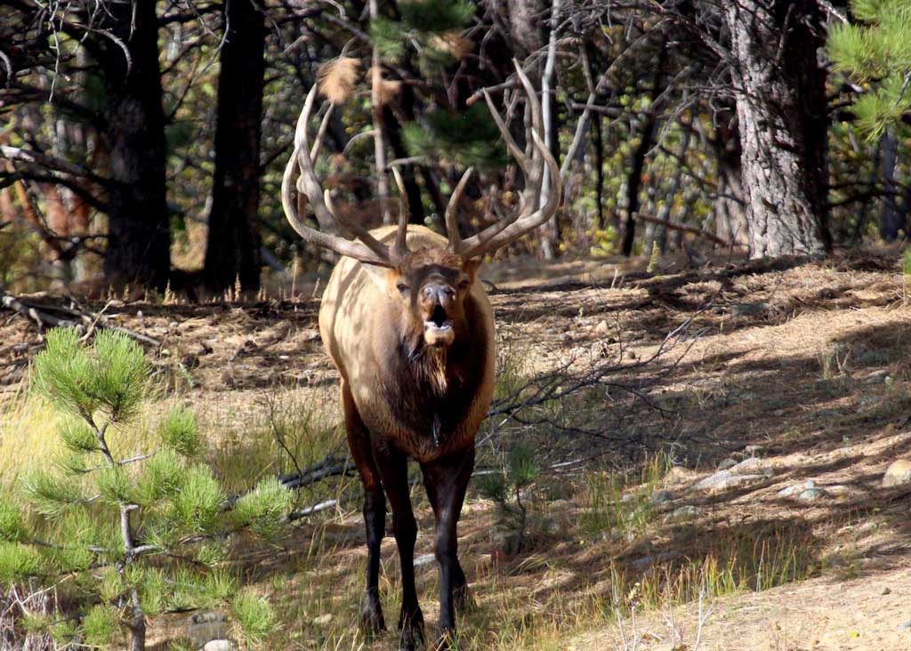 Elk are the dream of many Texas hunters and their bulk of the population is on public land.