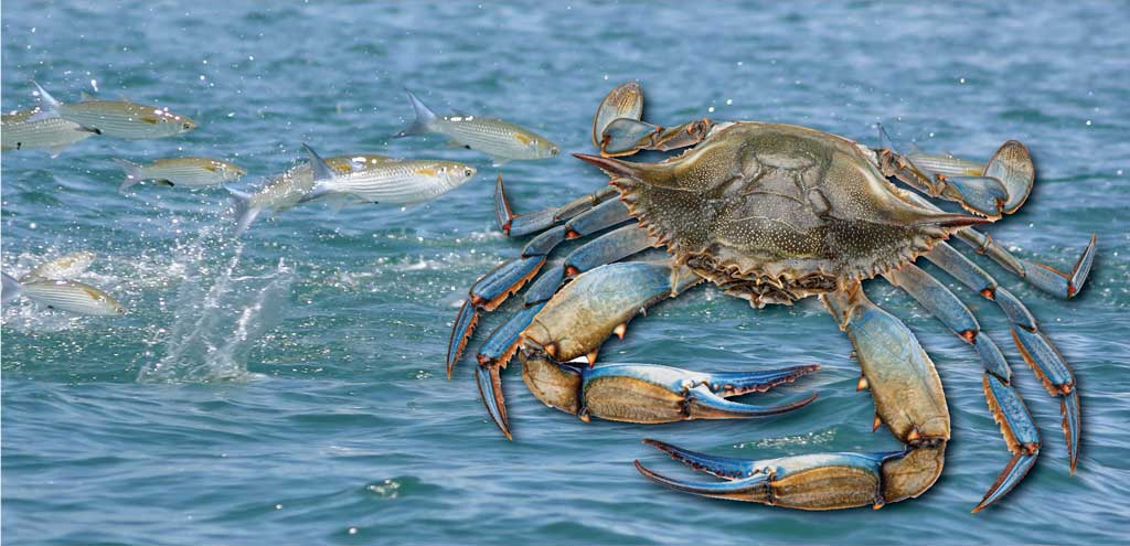 Mullet or blue crab make excellent live bait during the redfish spawn.