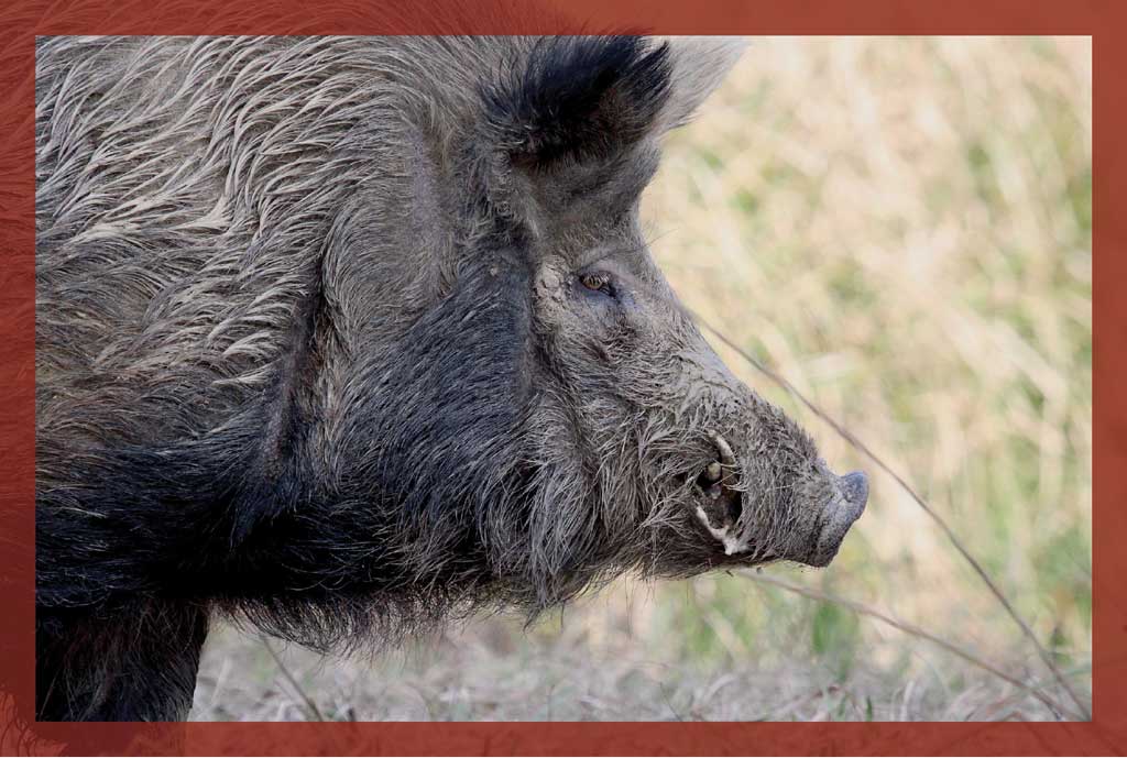 Feral hogs are not just crop-destroying nuisances—they can be lethal.