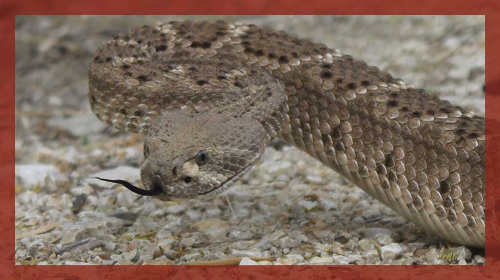 The western diamonback rattlesnake is the dominant venomous species in South Texas, the Hill Country and  desert regions of the state.