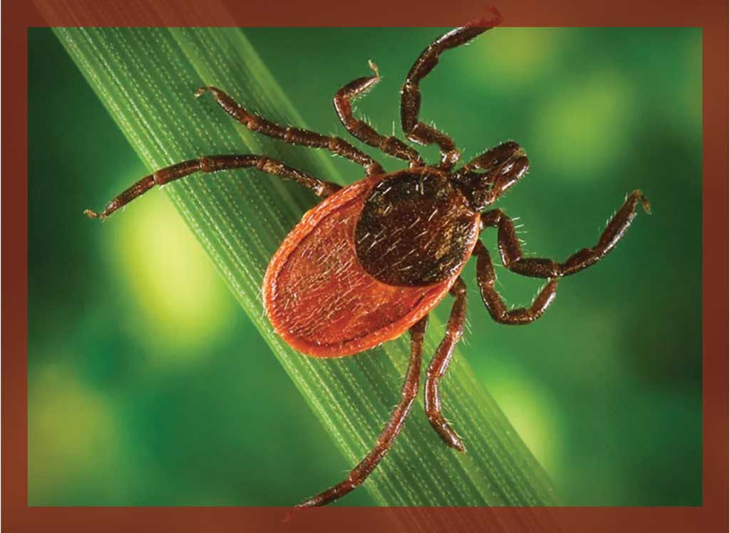 The deer tick is the primary vector for lyme disease.
