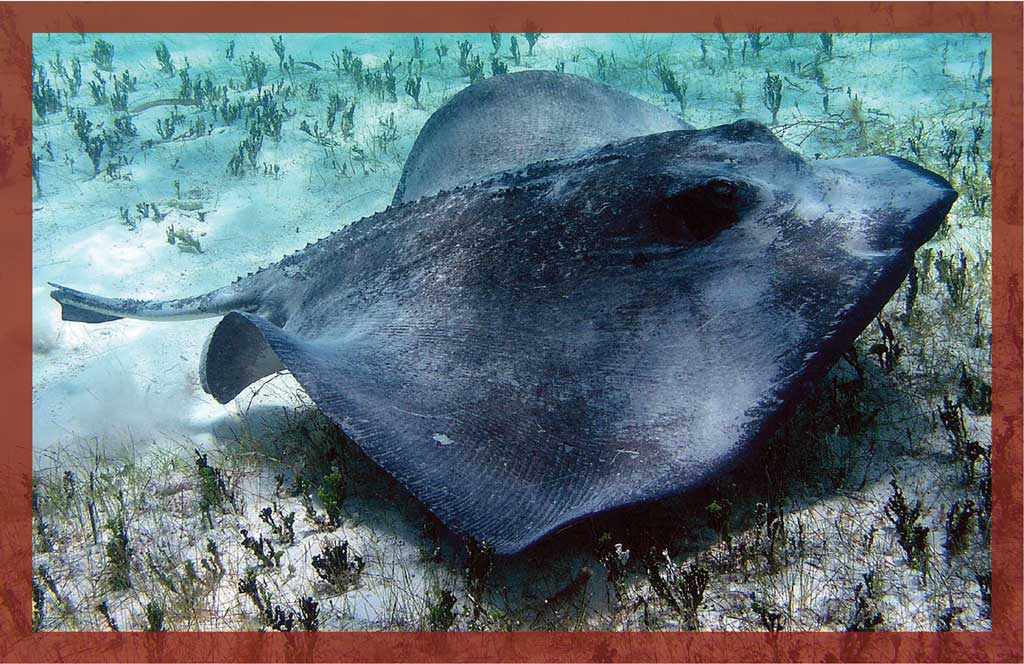 Stingrays are an often overlooked danger for anglers and bay-hunting waterfowlers.