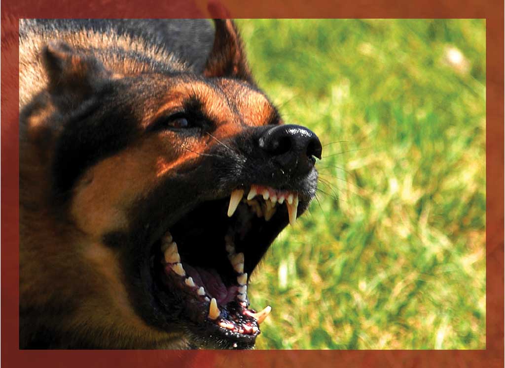 Feral dogs are not lost pets—they are wild animals that, unlike coyotes, can be agressive and generally don’t fear humans.