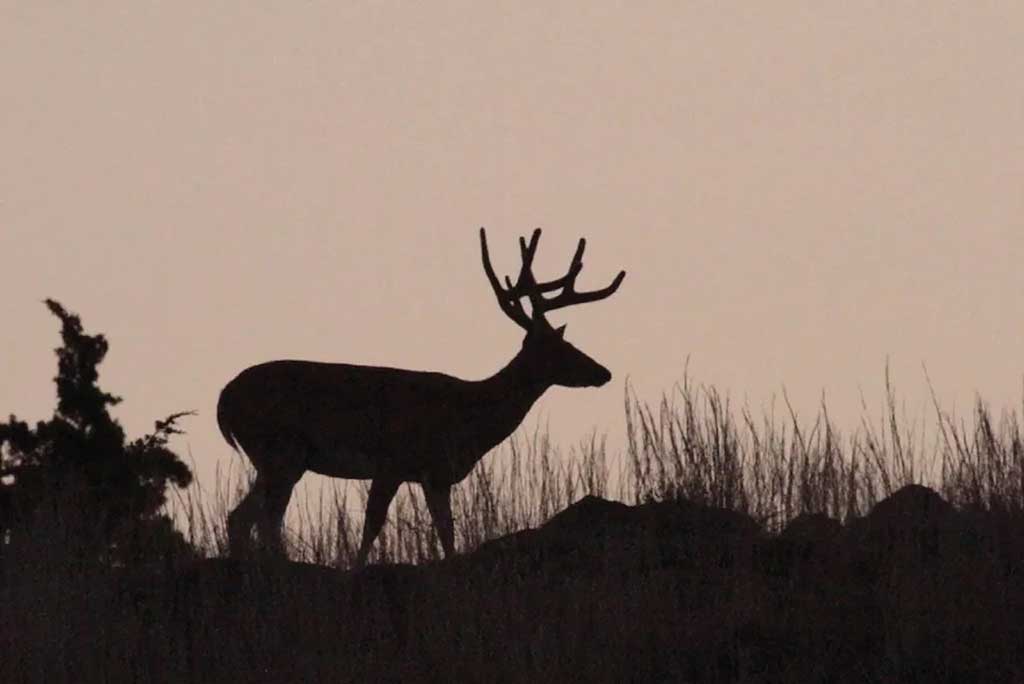 Texans have plenty of opportunities to deer hunt in the morning and fish in the evening.