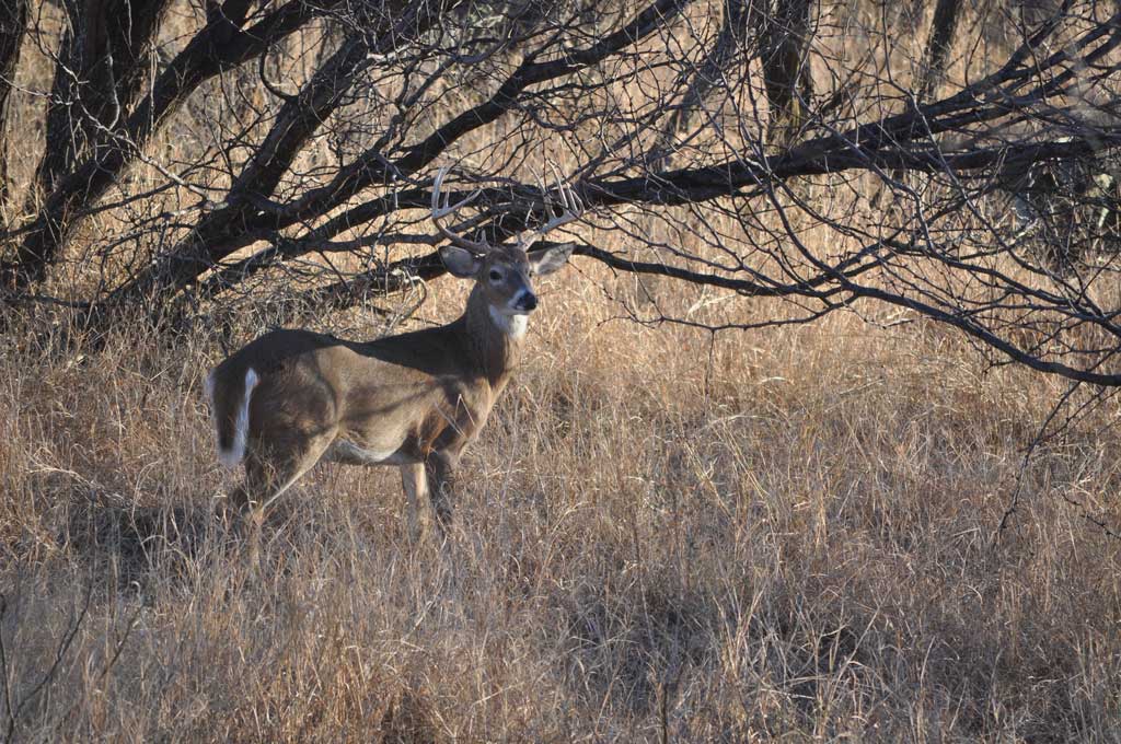 While others were shooting at doves, I watched bucks, does and fawns.