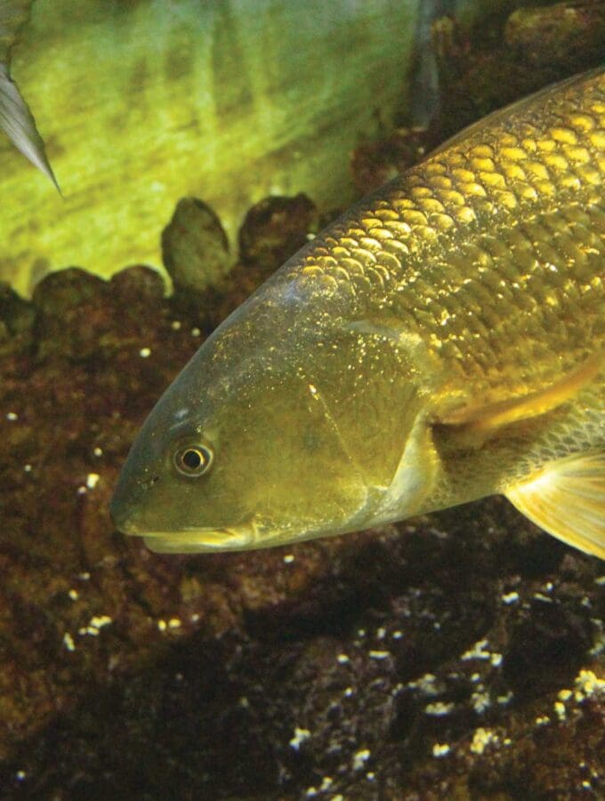 Redfish feeding in the shallows puts them in position for kayak angers.