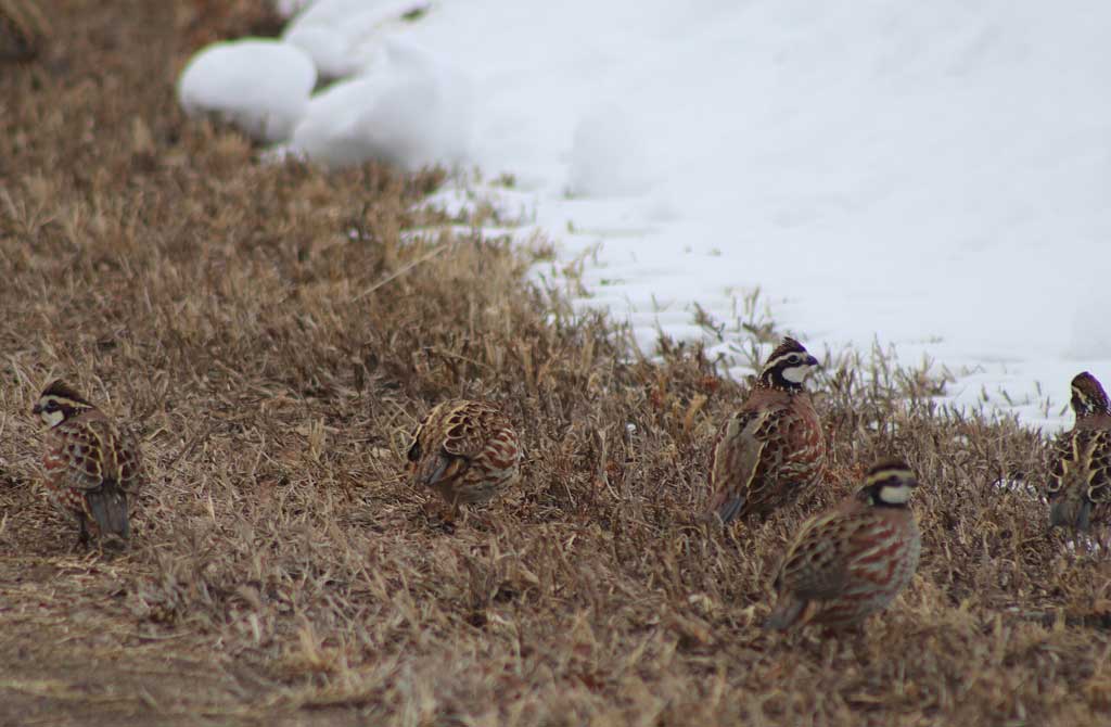 Quail are a classic game bird and their story in Texas is filled with tragedy and triumph.