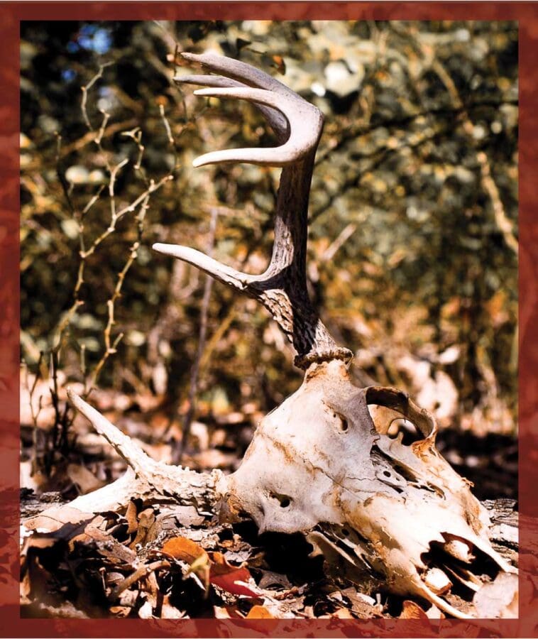 Shed antlers or deer skulls can be turned into a number of one-of-a-kind gift ideas.