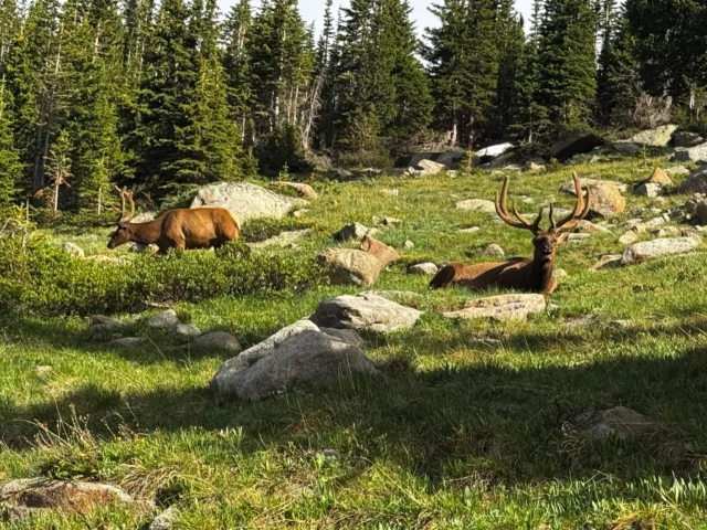 Can Axis Deer Survive in Cold Weather: Shocking Survival Facts