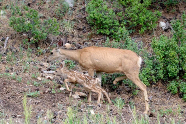 Can Axis Deer Survive in Cold Weather: Shocking Survival Facts